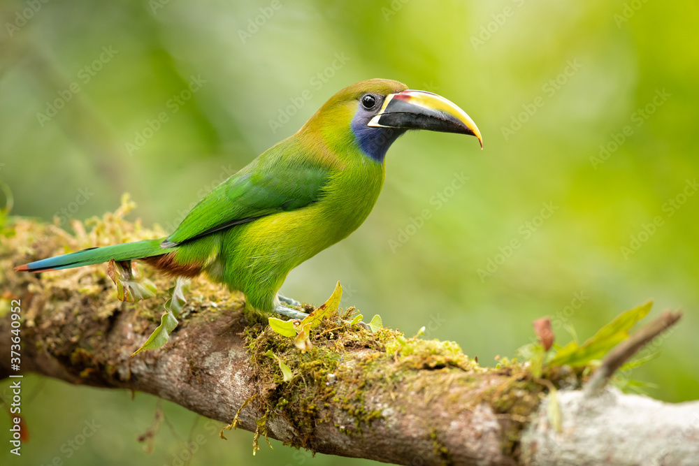 Obraz premium Emerald toucanet or northern emerald toucanet (Aulacorhynchus prasinus) is a species of near-passerine bird in the family Ramphastidae occurring in mountainous regions of Mexico and Central America