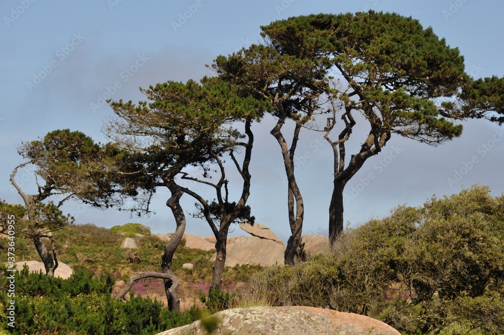 Fototapeta premium Pine in Brittany
