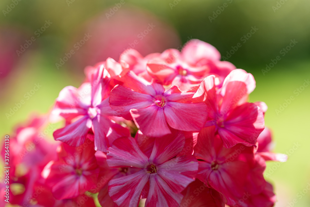 Pink phlox on a blurred background. Selective focus