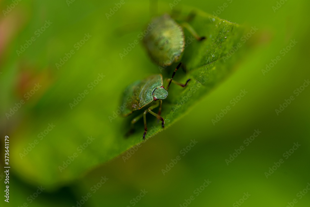 Close-up of a fragment of a green grass mite on a blurred background. Selective focus Close-up of a fragment of a green grass mite on a blurred background. Selective focus