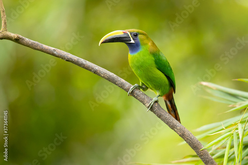 Emerald toucanet or northern emerald toucanet (Aulacorhynchus prasinus) is a species of near-passerine bird in the family Ramphastidae occurring in mountainous regions of Mexico and Central America