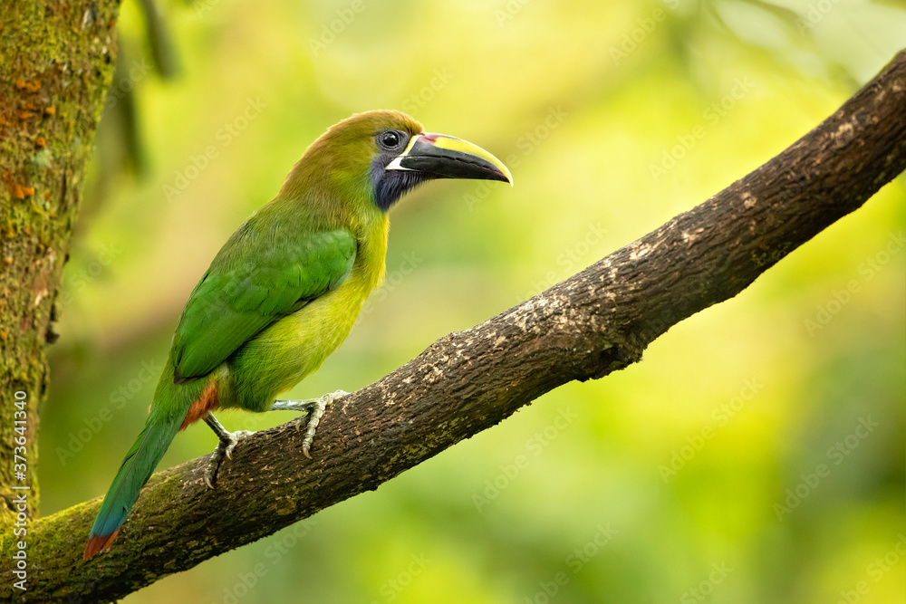 Emerald toucanet or northern emerald toucanet (Aulacorhynchus prasinus) is a species of near-passerine bird in the family Ramphastidae occurring in mountainous regions of Mexico and Central America Emerald toucanet or northern emerald toucanet (Aulacorhynchus prasinus) is a species of near-passerine bird in the family Ramphastidae occurring in mountainous regions of Mexico and Central America