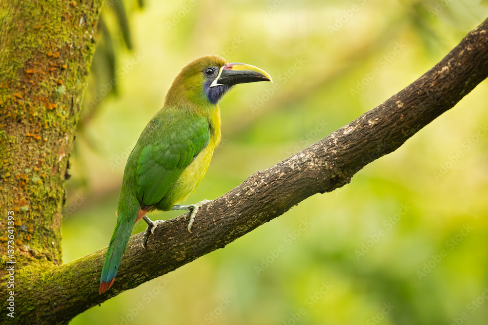 Emerald toucanet or northern emerald toucanet (Aulacorhynchus prasinus) is a species of near-passerine bird in the family Ramphastidae occurring in mountainous regions of Mexico and Central America