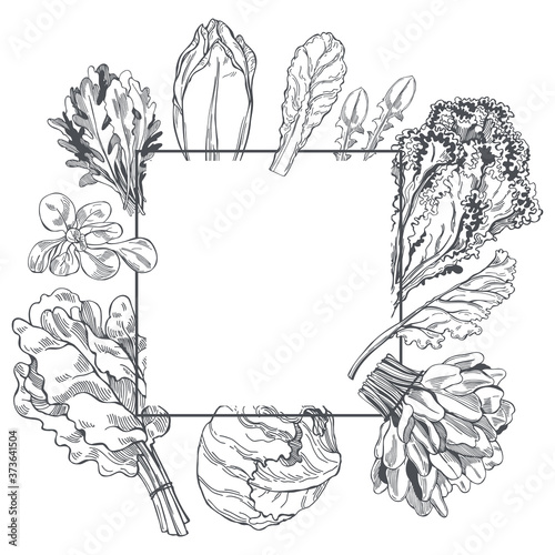 Vector frame with hand drawn different kinds of lettuce.