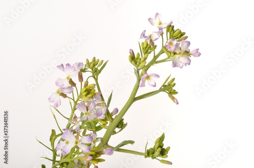 White mustard on white background