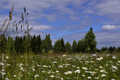 Field daisies blooming in a forest glade. Hot summer in the foothills of the Western Urals. Natural background. photo