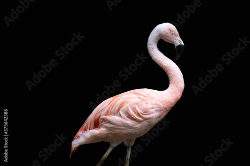 American flamingo (Phoenicopterus ruber), isolated on black background. Large species of flamingo also known as the Caribbean flamingo