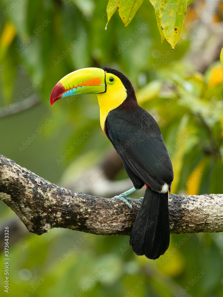 Keel-billed toucan (Ramphastos sulfuratus), also known as sulfur-breasted toucan or rainbow-billed toucan, is a colorful Latin American member of the toucan family. Keel-billed toucan (Ramphastos sulfuratus), also known as sulfur-breasted toucan or rainbow-billed toucan, is a colorful Latin American member of the toucan family.