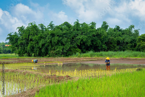 Transplanting Rice
