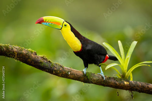 Keel-billed toucan (Ramphastos sulfuratus), also known as sulfur-breasted toucan or rainbow-billed toucan, is a colorful Latin American member of the toucan family.