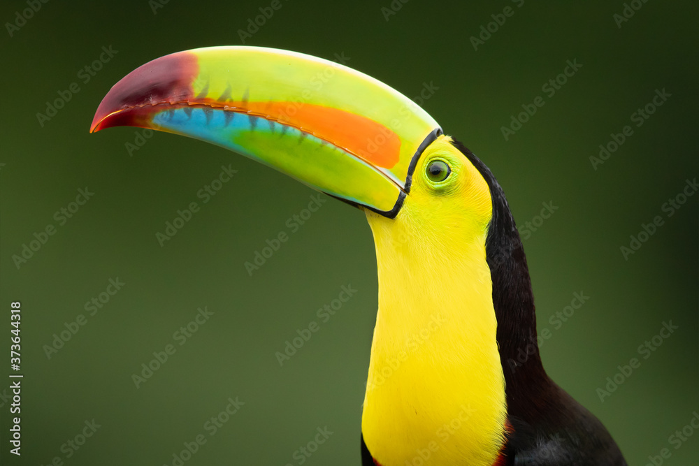 Naklejka premium Keel-billed toucan (Ramphastos sulfuratus), also known as sulfur-breasted toucan or rainbow-billed toucan, is a colorful Latin American member of the toucan family.