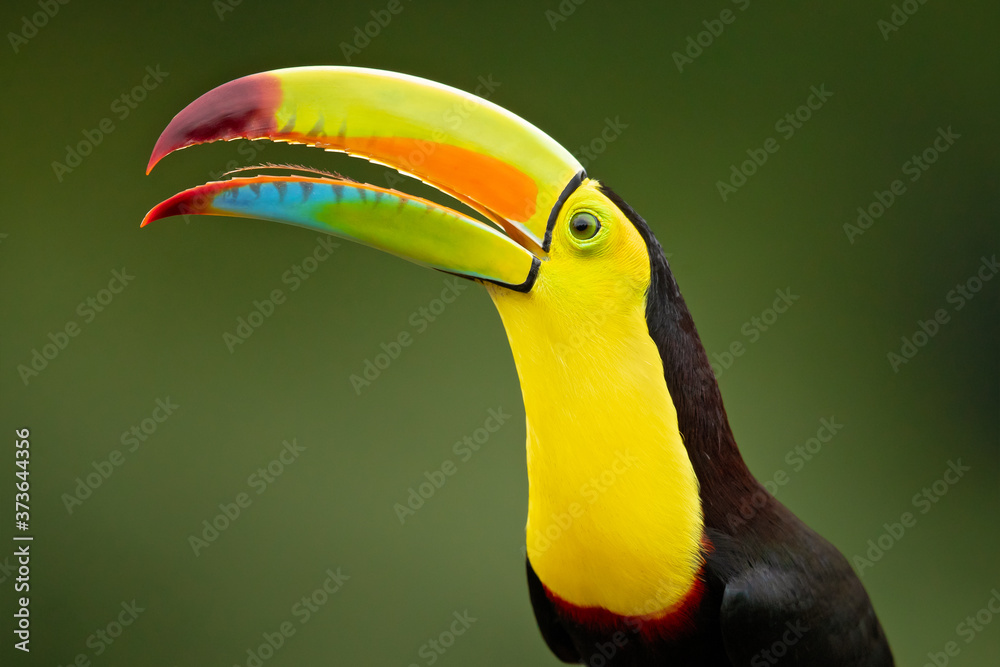 Keel-billed toucan (Ramphastos sulfuratus), also known as sulfur-breasted toucan or rainbow-billed toucan, is a colorful Latin American member of the toucan family. Keel-billed toucan (Ramphastos sulfuratus), also known as sulfur-breasted toucan or rainbow-billed toucan, is a colorful Latin American member of the toucan family.