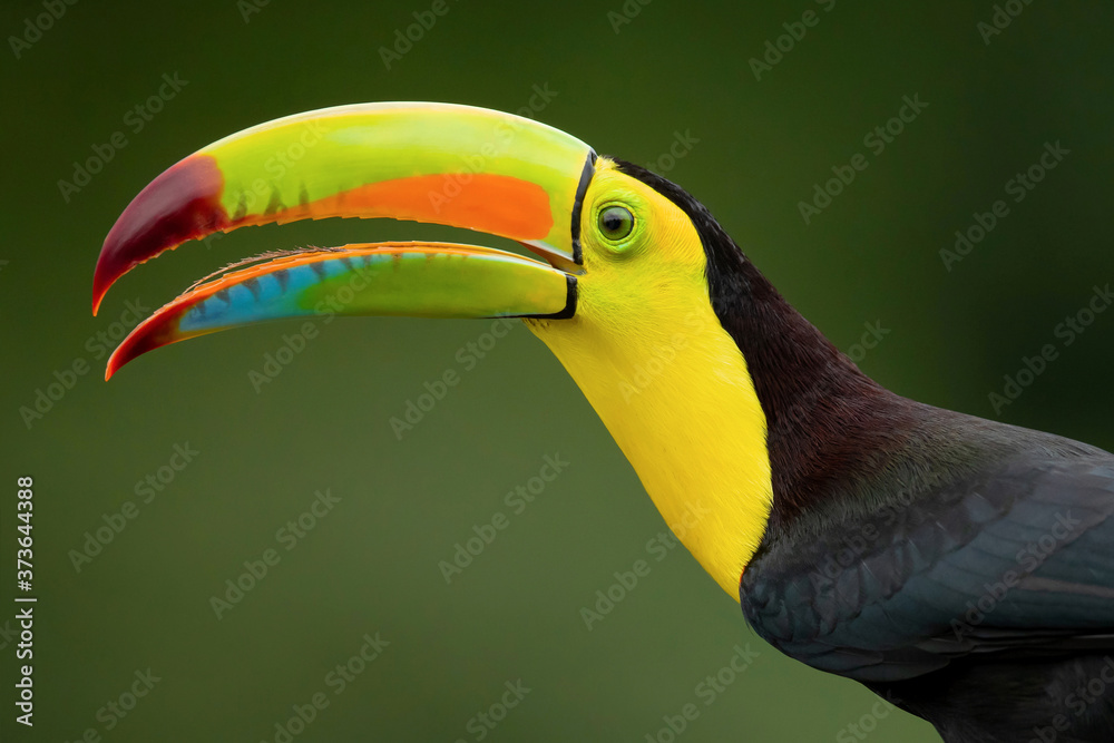 Fototapeta premium Keel-billed toucan (Ramphastos sulfuratus), also known as sulfur-breasted toucan or rainbow-billed toucan, is a colorful Latin American member of the toucan family.