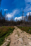 hining trail in dead forest bark beetle during global warming