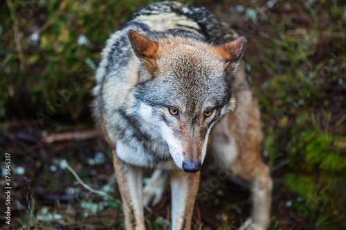 gray wolf (Canis lupus) is very close up