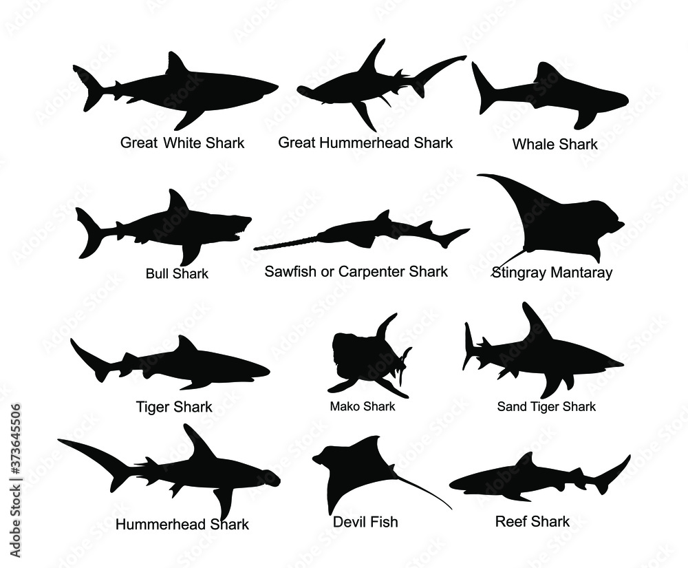 Collection of shark set silhouette isolated on white. Great white, bull shark, devil ray, hammerhead, stingray, manta ray, reef shark symbol, whale shark, saw fish. Predator fish in sea, ocean. - obrazy, fototapety, plakaty 