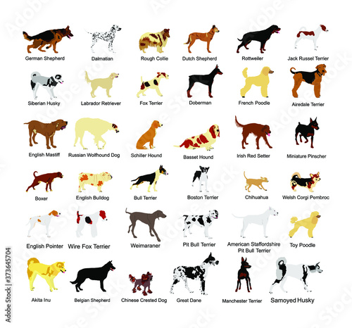 Large dog breed set collection vector illustration isolated on white background: american Staffordshire, pit bull terrier, wire fox terrier, welsh corgi Pembroke and cardigan, Manchester terrier...