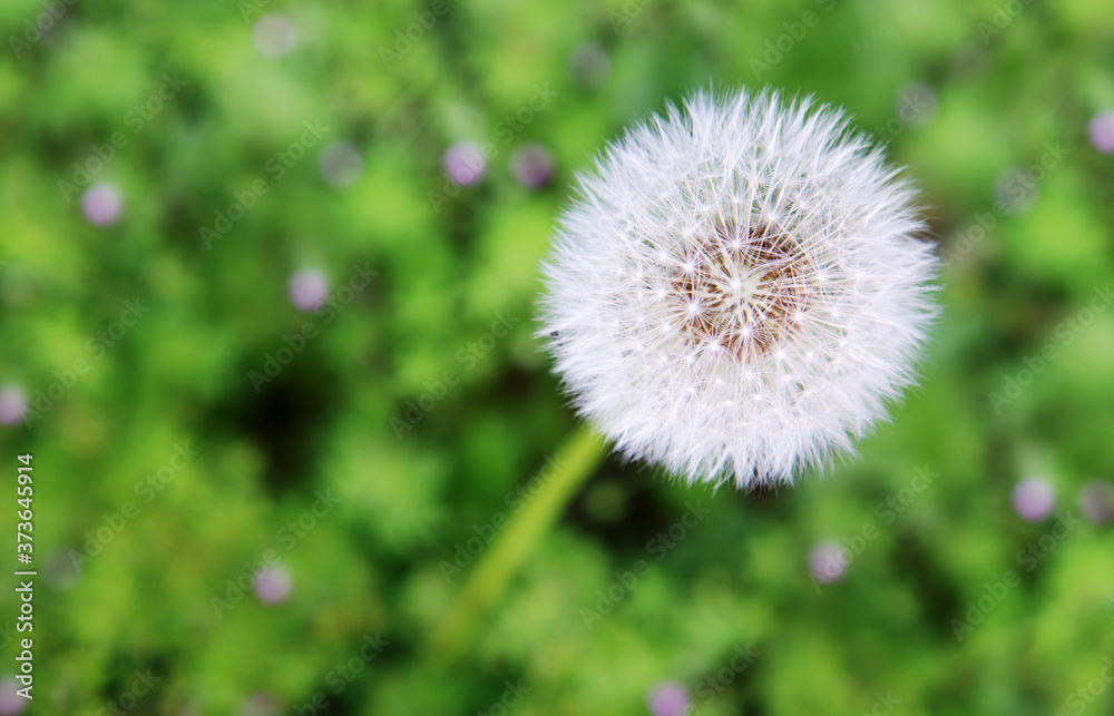 White dandelion isolated on green grass background.