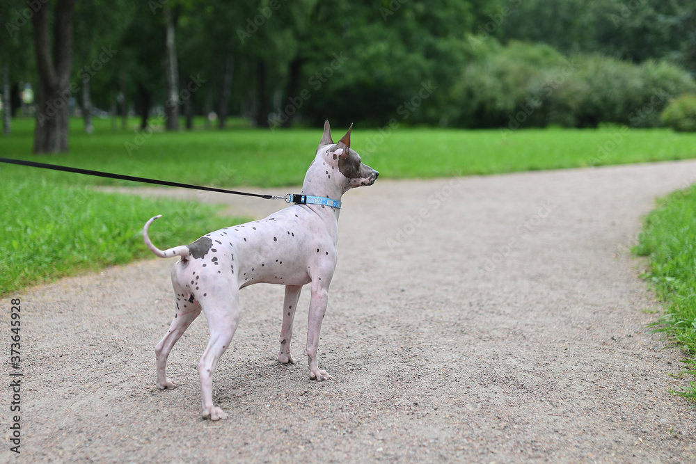 American Hairless Terrier in park