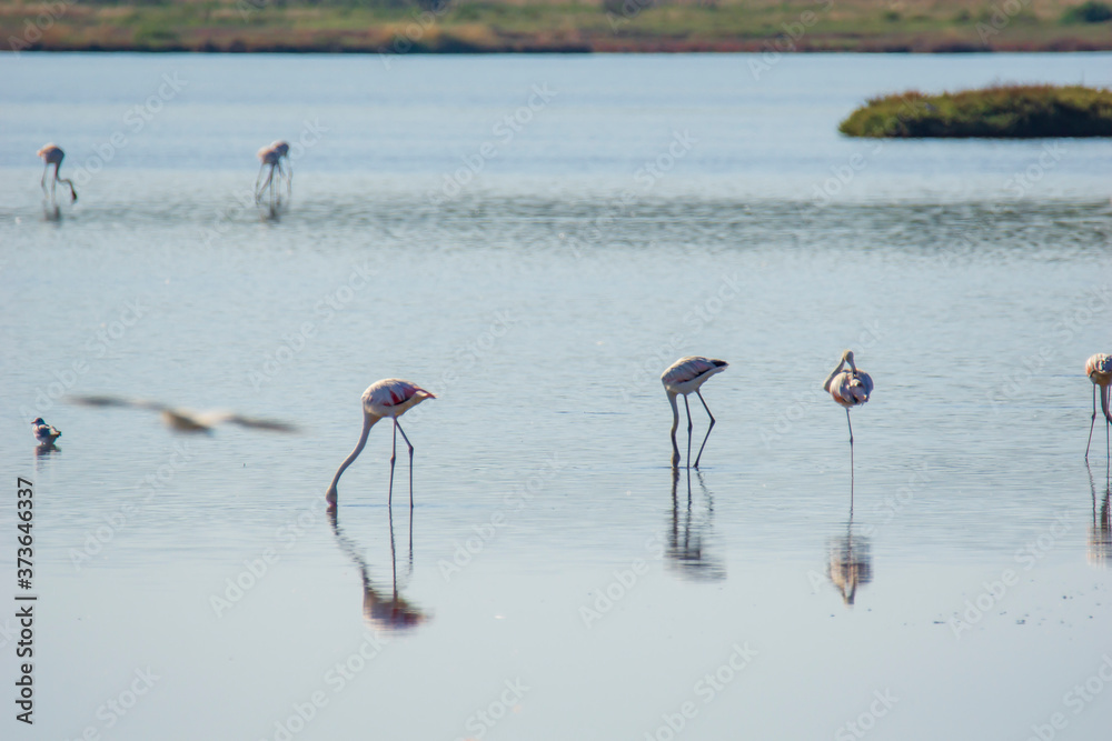 Fototapeta premium Italy Tuscany maremma Castiglione della Pescaia, natural reserve of Diaccia Botrona, colony of flamingos
