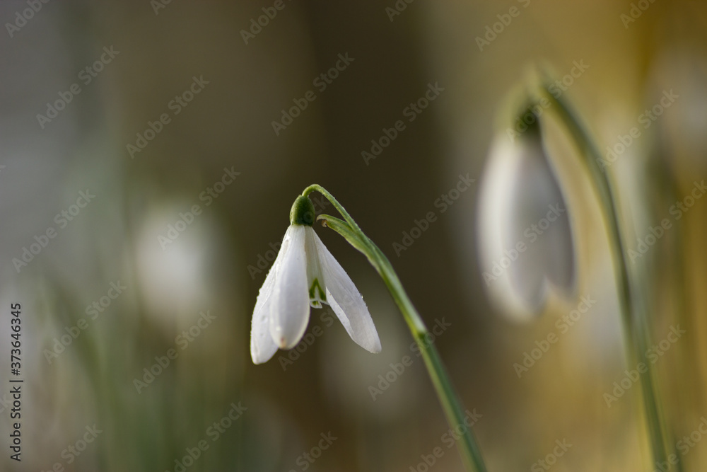 Galanthus nivali,spring snowdrop flowers Galanthus nivali,spring snowdrop flowers