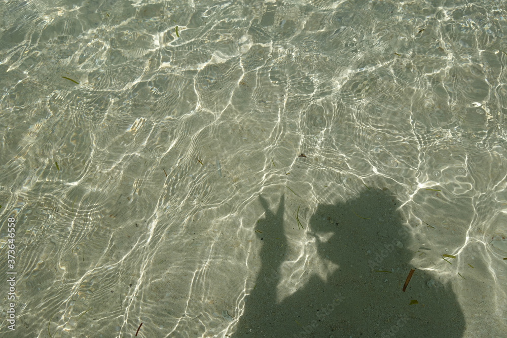 水面に映るワニ！？