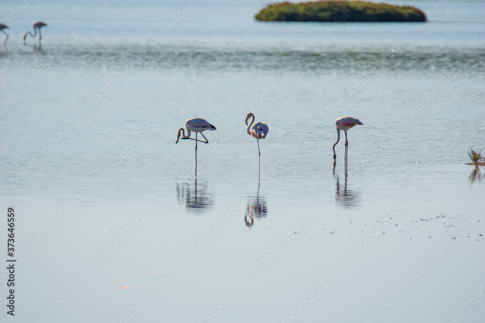 Fototapeta premium Italy Tuscany maremma Castiglione della Pescaia, natural reserve of Diaccia Botrona, colony of flamingos