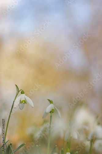 Galanthus nivali,spring snowdrop flowers  © annickdc