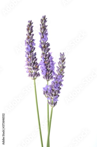 Fototapeta Naklejka Na Ścianę i Meble -  lavender in bloom on white background