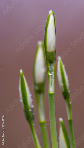 Galanthus nivali,spring snowdrop flowers 