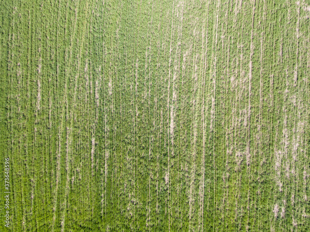 Green cornfield in spring. Aerial view.