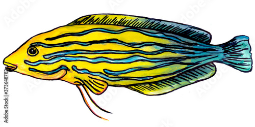 Little sea fish watercolour illustration. yellow scales, yellow eye, blue fins and tail. Handdrawn water color sketchy drawing, cutout clipart element for design