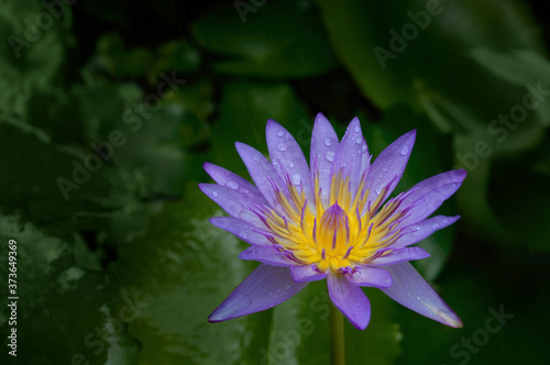Violet lotus flower in the rain with blurred green leaf in background