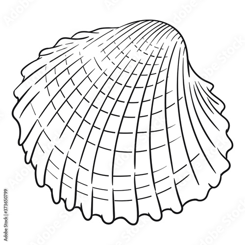 Hand drawn vector of shell isolated on white background for coloring page. Black and white  stock illustration of mollusk for coloring book.