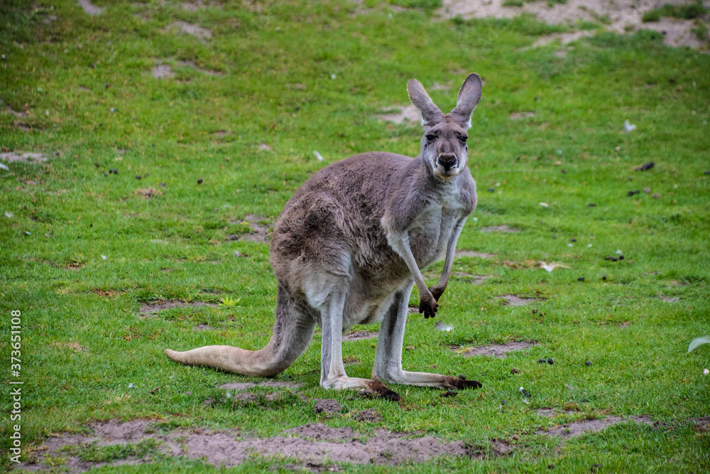 Portrait of a Western Grey Kangaroo (Macropus fuliginosus) Portrait of a Western Grey Kangaroo (Macropus fuliginosus)