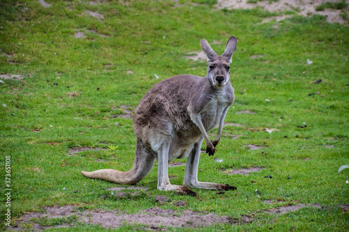 Portrait of a Western Grey Kangaroo (Macropus fuliginosus)