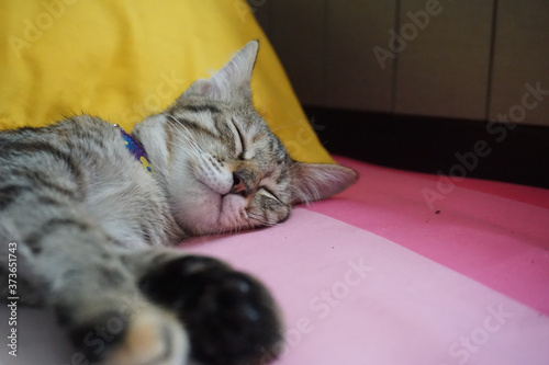 A young striped caat is sleeping. photo