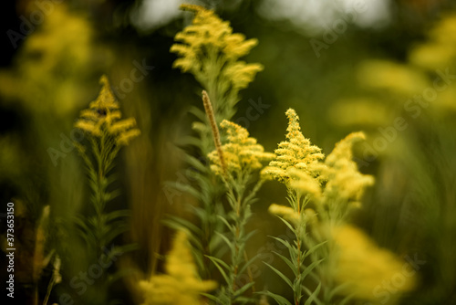 Yellow autumn flowers bloom in field on dark green blurred grass background