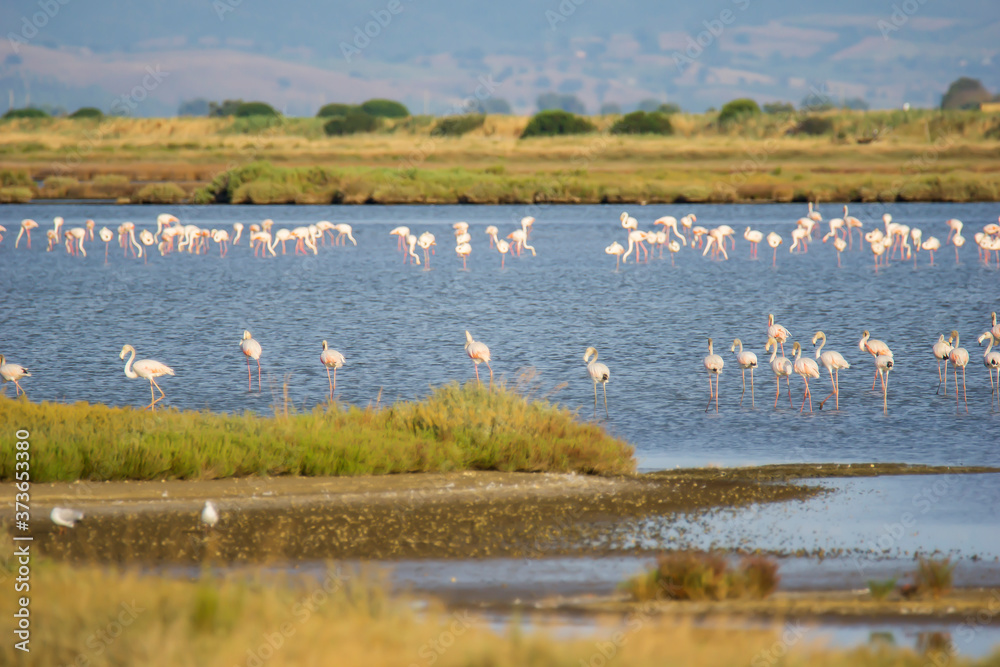 Italy Tuscany maremma Castiglione della Pescaia, natural reserve of Diaccia Botrona, colony of flamingos Italy Tuscany maremma Castiglione della Pescaia, natural reserve of Diaccia Botrona, colony of flamingos