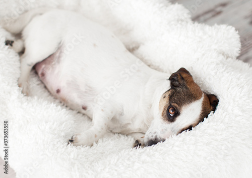 Cuadro en lienzo Pregnant dog resting in white bed