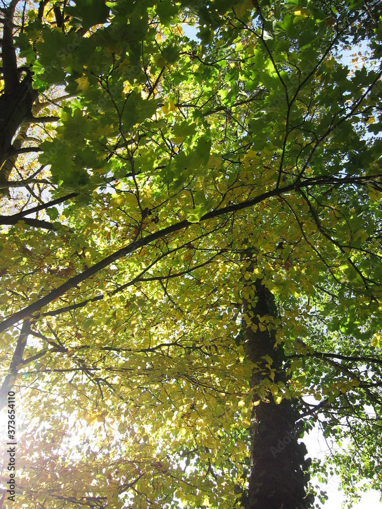 Fototapeta premium Tree in autumn colours