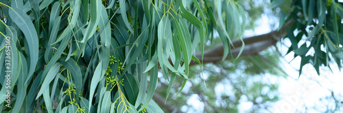eucalyptus leaves. branch eucalyptus tree nature outdoor background. banner photo