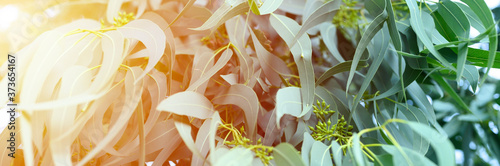 eucalyptus leaves. branch eucalyptus tree nature outdoor background. banner. flare photo