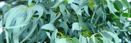 eucalyptus leaves. branch eucalyptus tree nature outdoor background. banner photo