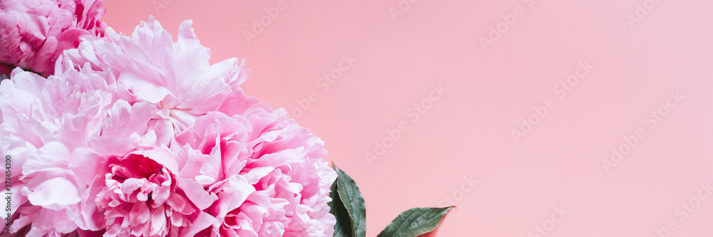 peonies bouquet flowers in full bloom vibrant pink color isolated on pale pink background. flat lay, top view, space for text. banner