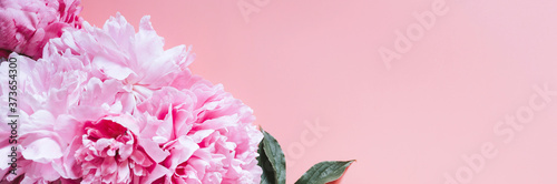 peonies bouquet flowers in full bloom vibrant pink color isolated on pale pink background. flat lay  top view  space for text. banner
