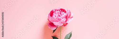 one peony flower in full bloom vibrant pink color isolated on pale pink background. flat lay  top view  space for text. banner
