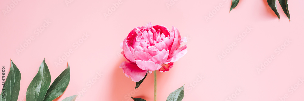 one peony flower in full bloom vibrant pink color isolated on pale pink background. flat lay, top view, space for text. banner one peony flower in full bloom vibrant pink color isolated on pale pink background. flat lay, top view, space for text. banner