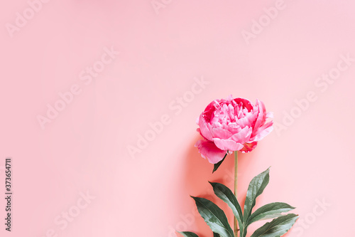 one peony flower in full bloom vibrant pink color isolated on pale pink background. flat lay, top view, space for text