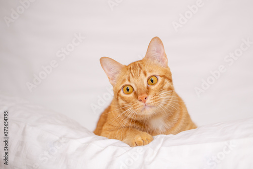 Ginger cat or orange cat lying over white cloth background.